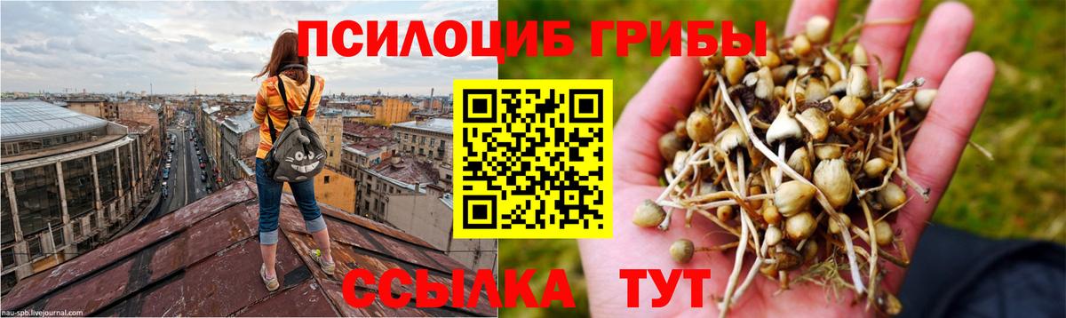 Псилоцибиновые грибы Cubensis Тайшет